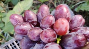 Виноград Алвика в Безводном