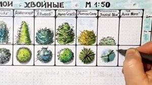 Урок 8. Рисуем можжевельник Tropical Blue. Серия: шпаргалка хвойных кустарников. Садовый скетчинг.