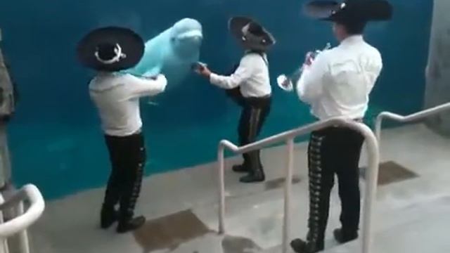 Мариачи поздравляют морскую корову с 8 марта! Белуга в восторге от Мариачи!!