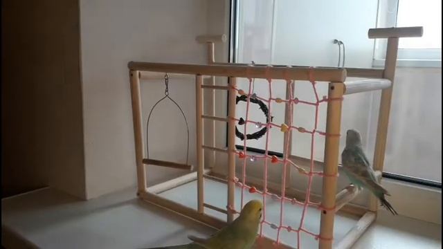 Стенд для попугая своими руками смотреть онлайн