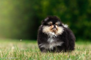 Померанский шпиц – лучший друг