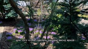 ПОДМОСКОВНЫЙ САД В СЕРЕДИНЕ АПРЕЛЯ. В ГЛАВНЫХ РОЛЯХ ХВОЙНЫЕ.