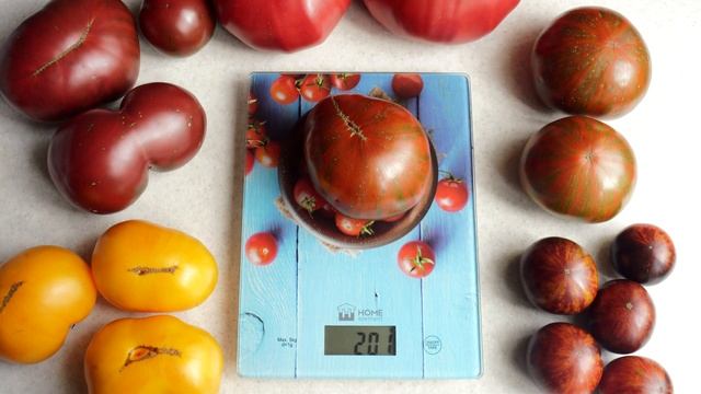 Коренастый томатный красавец! Гном Шоколадная Молния