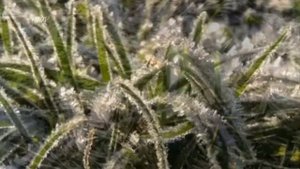 С юга птицы прилетают....