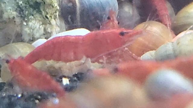 Bloody Mary vs Fire Red смотреть онлайн