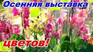 "ФЕЕРИЯ ЦВЕТОВ" Прогулка по Осенней Выставке цветов и растений. Город Ростов-на-Дону.