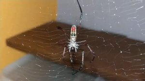 Nephila inaurata beim trinken