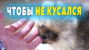 Щенкам шпица 64 дня. Чтобы щенок не кусался. Почему не учим командам. Кого любит Малыш.mp4