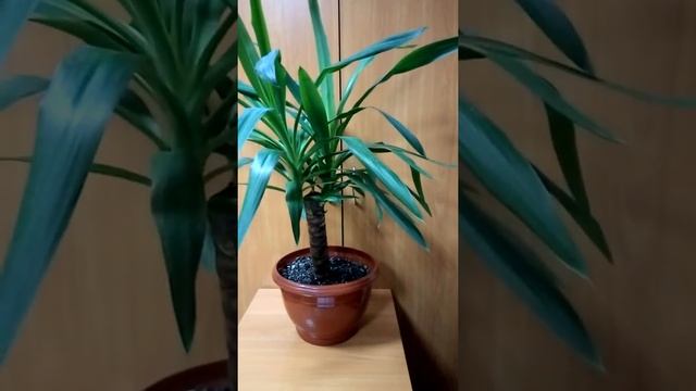 Юкка полив, уход, содержание смотреть онлайн