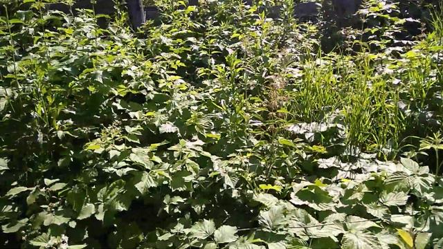 #Польза от #заброшенных #огородов смотреть онлайн