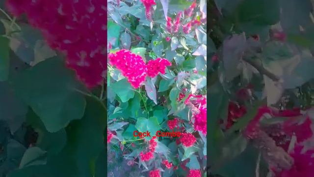 Crested Cock _Comb ll#gardening #flowers #kunal green space #short video