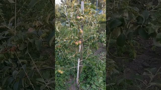 Ультроранняй яблоня Елена в ЛенОбл. смотреть онлайн