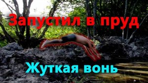 Готовлюсь к рекордному урожаю. Запустил рыбу в пруд.