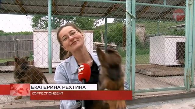 День кинолога и 110 лет кинологической службе смотреть онлайн