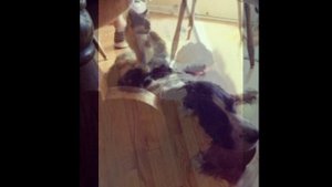 Этот малышь был на гране жизни и смерти, отчаяно прося о помощи людей.