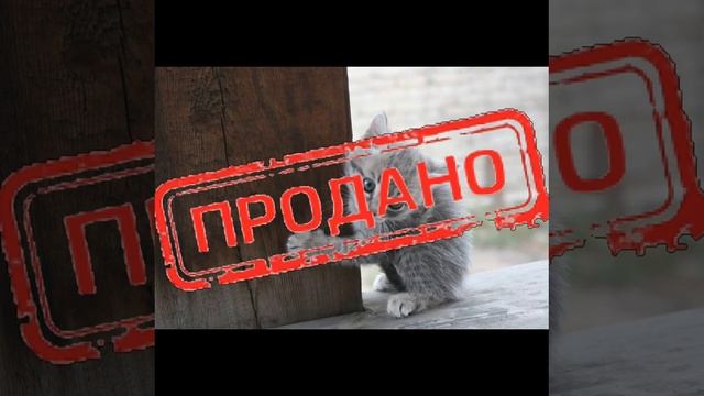 песня про котят @HolyBaam #котики смотреть онлайн