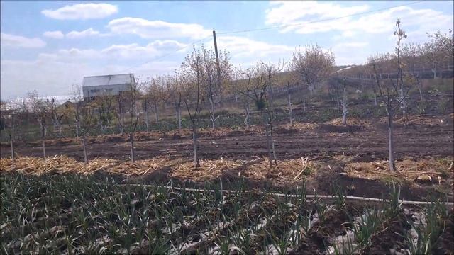 Спасительный полив чеснока  Апрель 2020 смотреть онлайн