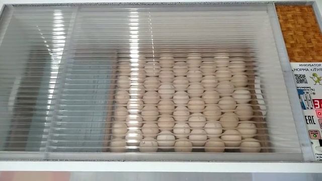 Яйцо БРОЙЛЕРА АРБОР Айкрес Мой режим инкубации Луппер с8 смотреть онлайн