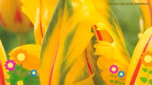 Тюльпан обыкновенный Ла Кортине Паррот. Краткий обзор, описание tulipa La Courtine Parrot