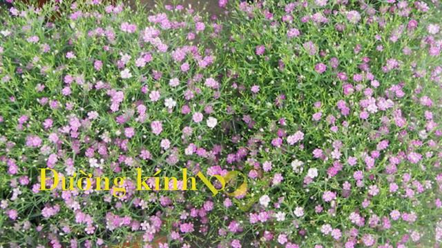 Hạt giống hoa Baby màu hồng đậm - GYPSOPHILA - GY004 Gypsy Deep Rose смотреть онлайн