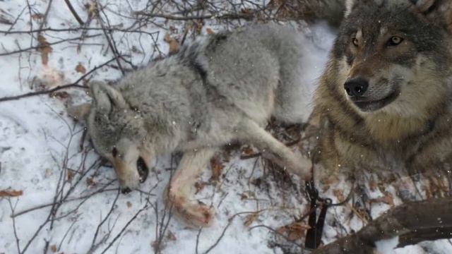 Александр Маршал Вожак смотреть онлайн
