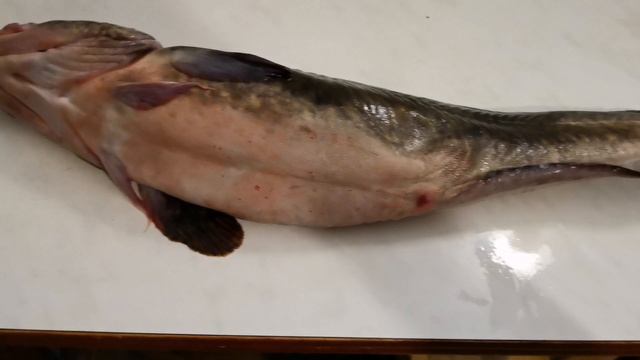 Разделываю налима, кот безобразник! смотреть онлайн