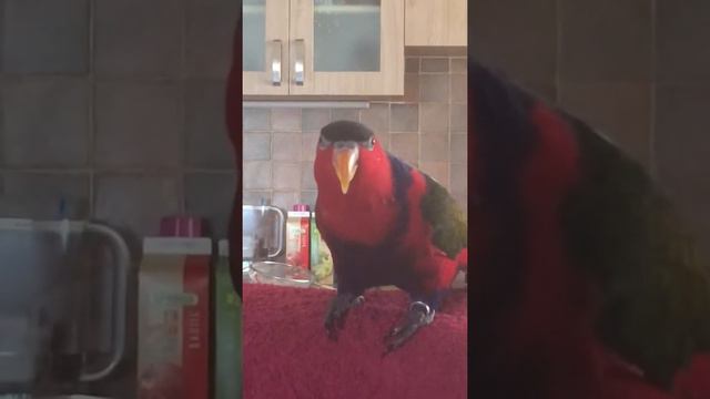 Попугай лори Фаня смотреть онлайн