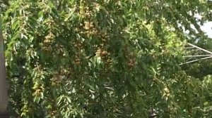 Почему засыхают молодые ветки на деревьях