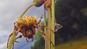 Летний день на лугу вблизи леса