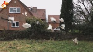 Куры летают высоко и далеко