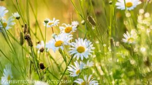 Максим застыл в шоке, увидев сквозь слёзы сюрприз от жены в их спальне. Такого он не ожидал...