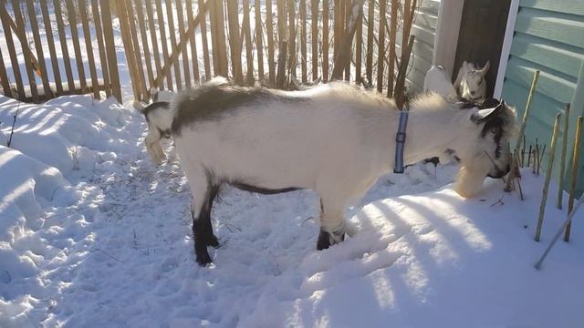 Альпийский козлик Снежок и его детки. смотреть онлайн