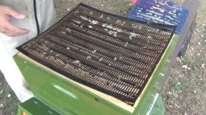 ГАНЕМАНОВСКАЯ разделительная РЕШЁТКА. Обзор трёх экземпляров.