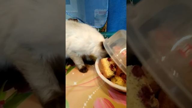 Кот ворует вишневый пирог. смотреть онлайн