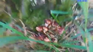 ГРИБЫ ОПЯТА И ЛОЖНЫЕ