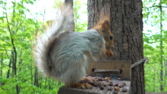 Прибежала Толстая