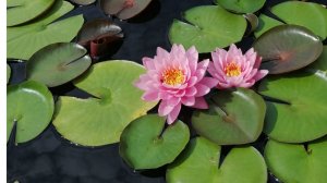 Никитский ботанический сад: пруд черепахи Тортиллы