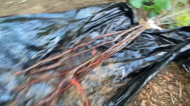 Закат на пляже Сукко | Монтаж дранки на купольный дом | Посадка фисташки, абрикоса и алычи смотреть онлайн