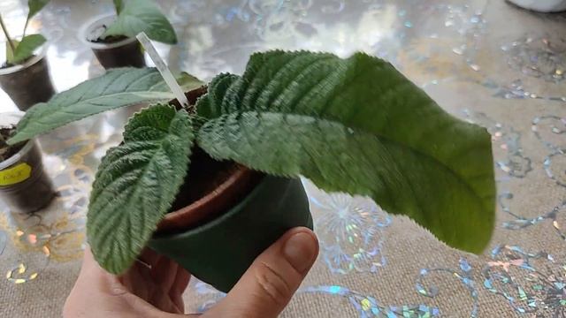 Когда зацветет детка стрептокарпуса I Примеры цветения стрептокарпусов смотреть онлайн