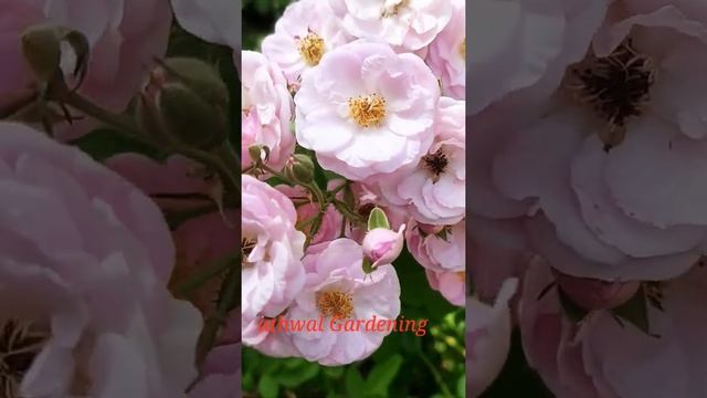 Bonica 82 / meillanrd rose #shorts #viralvideo