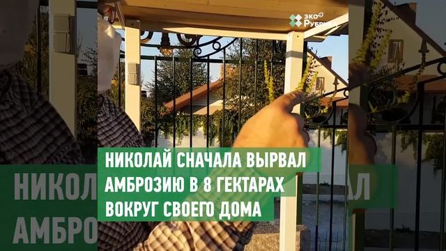 Как победить амброзию? Опасный сорняк на наших улицах