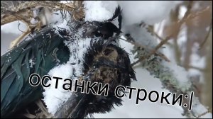 крутой бушкрафт шалаш в лесу своими руками