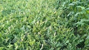 Арбузы в Орловской области 2021