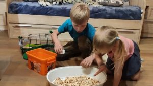 Садовый измельчитель веток: 5 полезных функций. Садовый шредер RYOBI в деле!