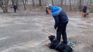 ЗКС ротвейлер