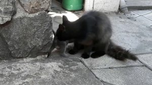 МАМА КОШКА ПРИНОСИЛА ПОКАЗАТЬ КОТЁНКА