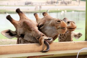 Приколы c животными самый улётный сборник