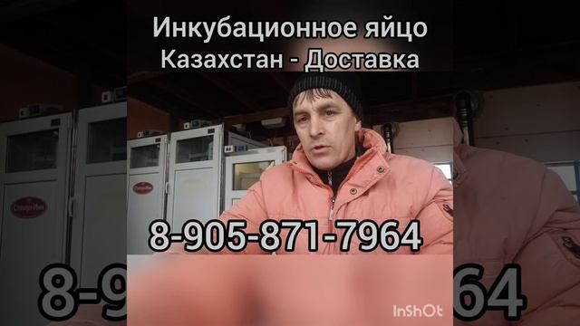 Казахстан. Доставка инкубационное яйцо, бройлер, индюк, утка, гусь, несушка. смотреть онлайн