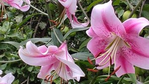 Лилия ОТ-гибрид Анастасия