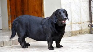 Метис лабрадора и овчарки, дворняги, лайки и других пород